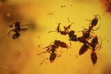 Several Fossil Ants (Formicidae) In Baltic Amber #84601-1